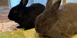 Elliot and Maisey, two bunnies